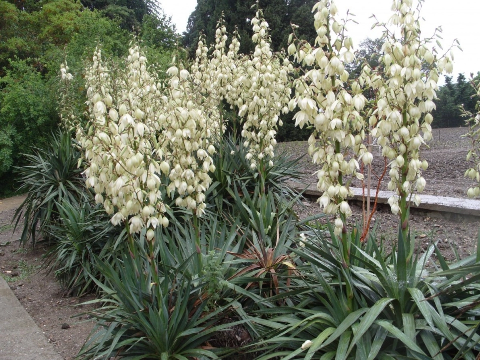 ЮККА
