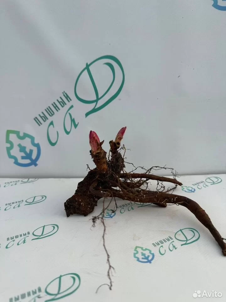 Пион "КОРАЛ ФЕЙ"